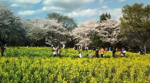 桜の園　2014/4/5