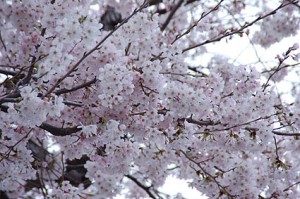 八八公園から見える桜
